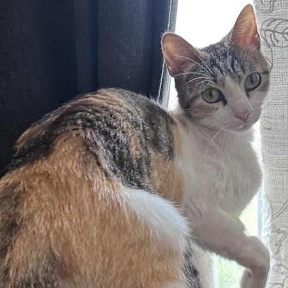 Biscotti, Adoptable, Adult Female Domestic Short Hair.