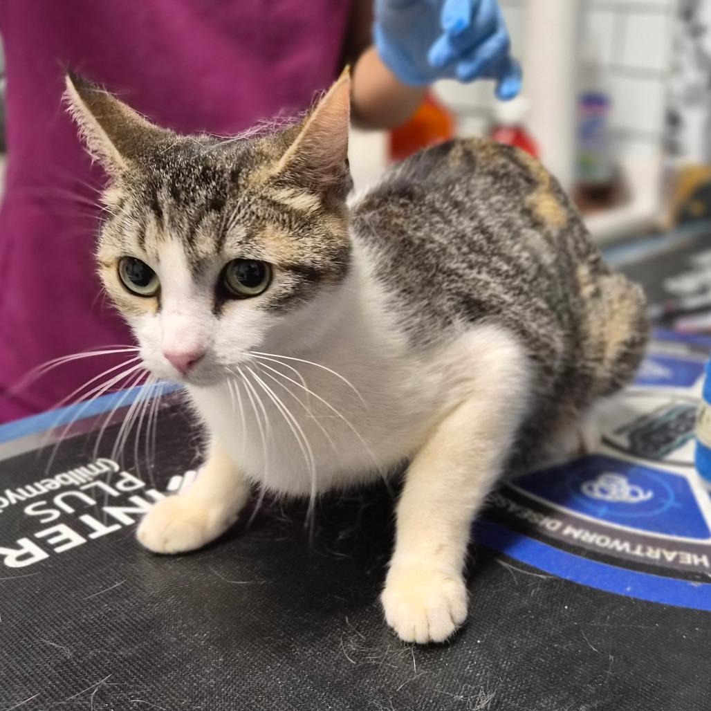 Biscotti, a Adoptable Domestic Short Hair in Wahiawa, HI image 2/3