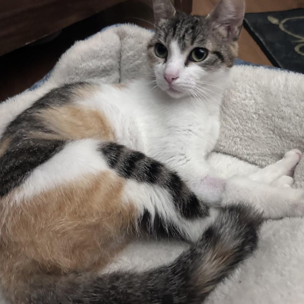 Biscotti, a Adoptable Domestic Short Hair in Wahiawa, HI image 3/3