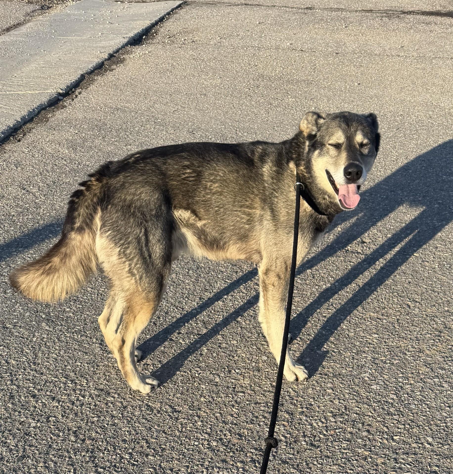 Blue, ADOPTABLE, Young Male German Shepherd Dog & Husky.