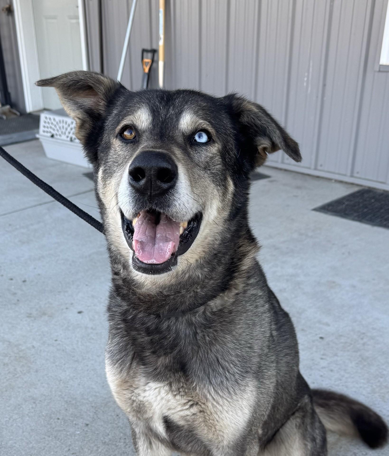 Enlarge Blue, a ADOPTABLE mixed breed in Morris, MN image 4/4