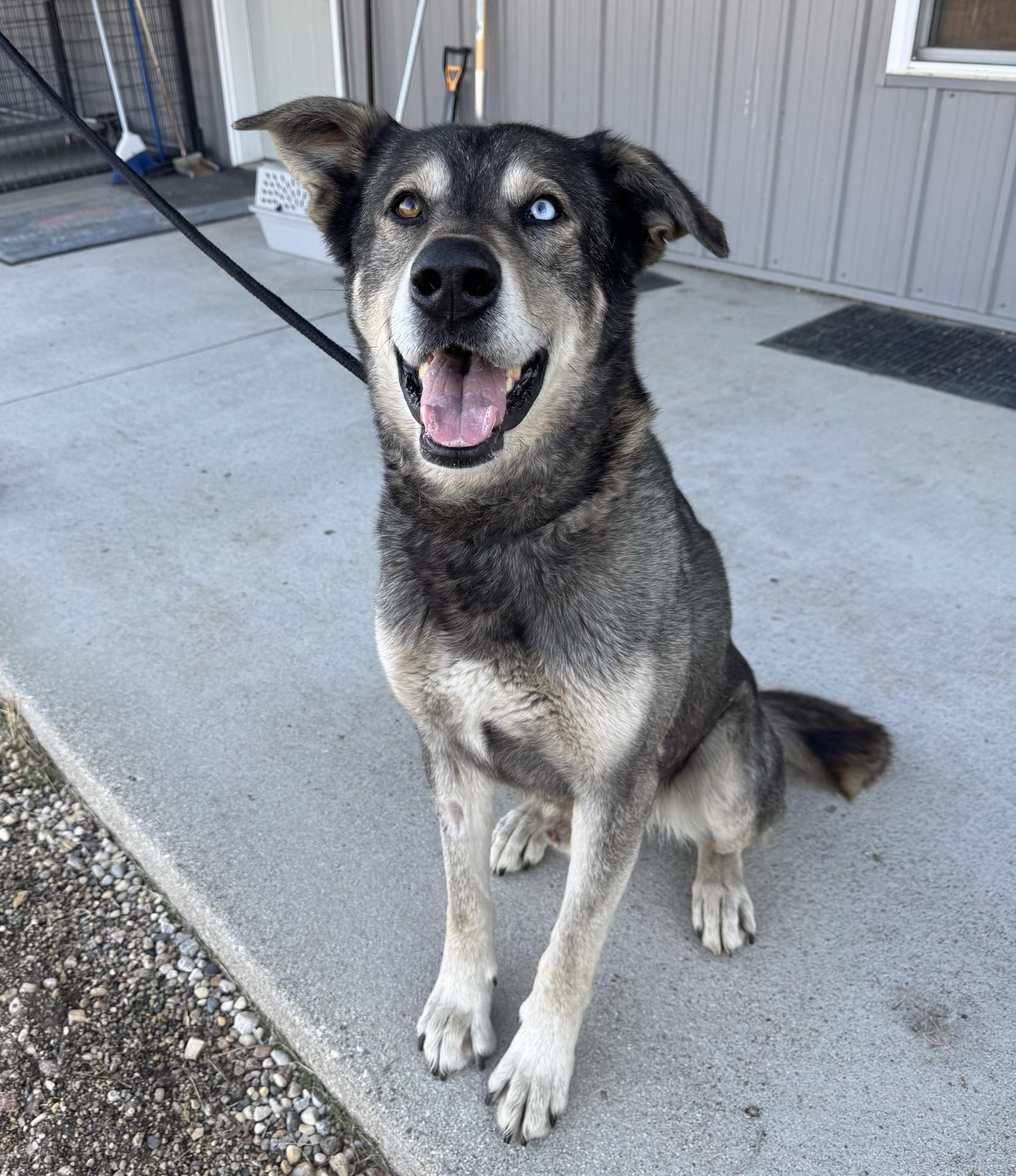 Enlarge Blue, a ADOPTABLE mixed breed in Morris, MN image 3/4