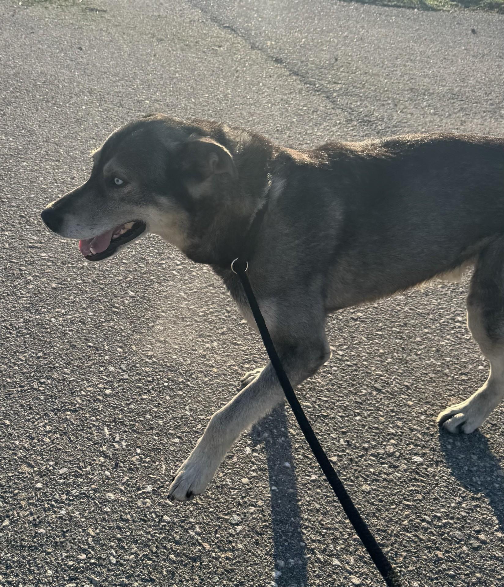 Enlarge Blue, a ADOPTABLE mixed breed in Morris, MN image 2/4