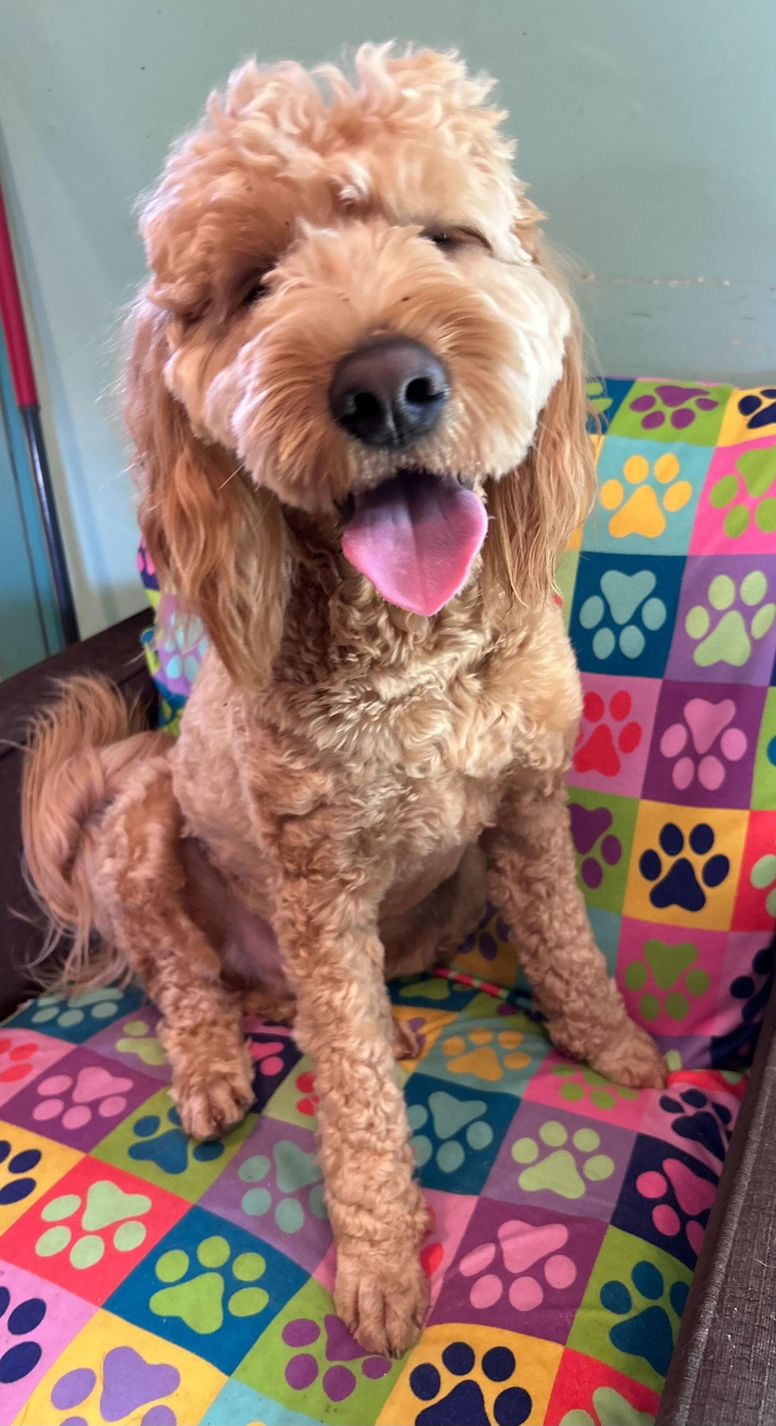 Hank Dec 25, Adoptable, Adult Male Golden Retriever & Standard Poodle.