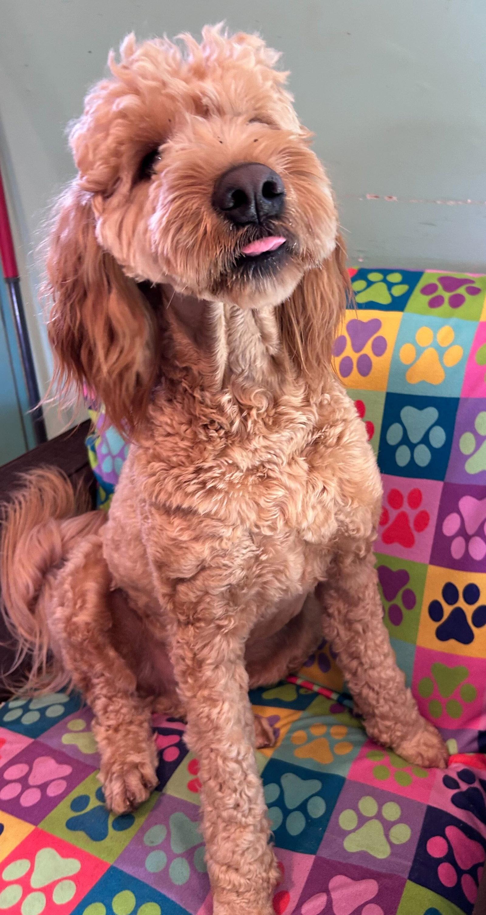 Enlarge Hank Dec 25, a Adoptable mixed breed in Pacolet, SC image 2/3