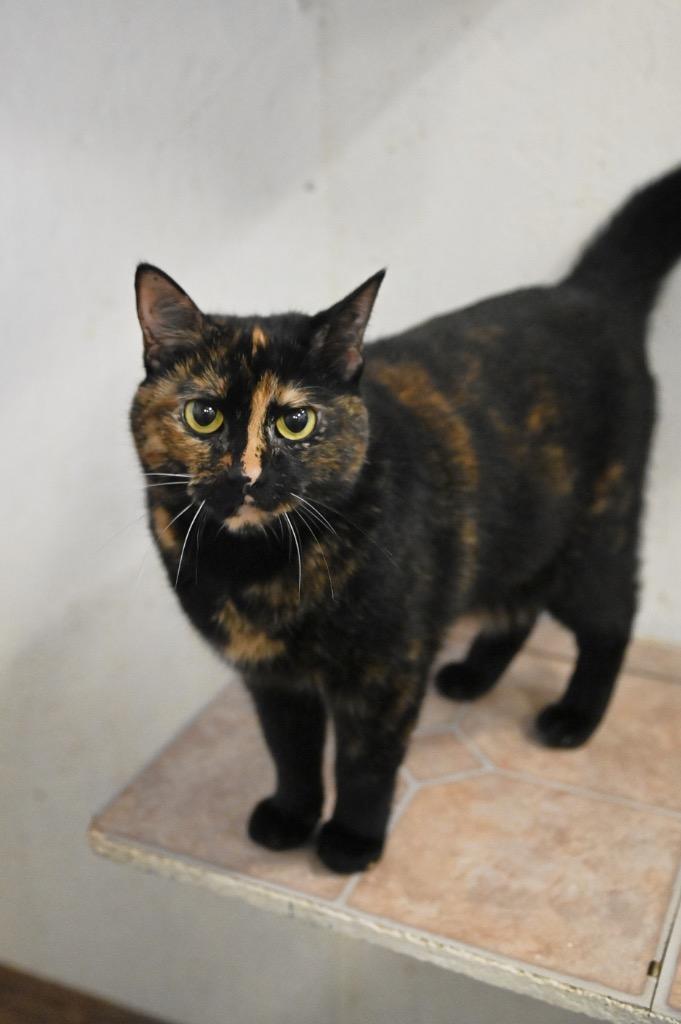 Enlarge Soy Sauce, a Adopted mixed breed in St. James City, FL image 1/1