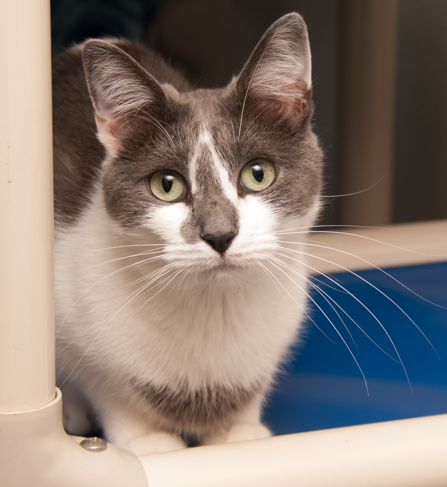 Jill (gets adopted with Jack), a Adoptable Domestic Short Hair in Westminster, CO image 1/9