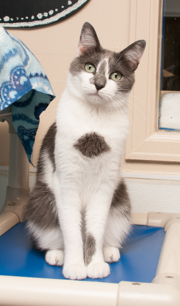 Jill (gets adopted with Jack), a Adoptable Domestic Short Hair in Westminster, CO image 2/9