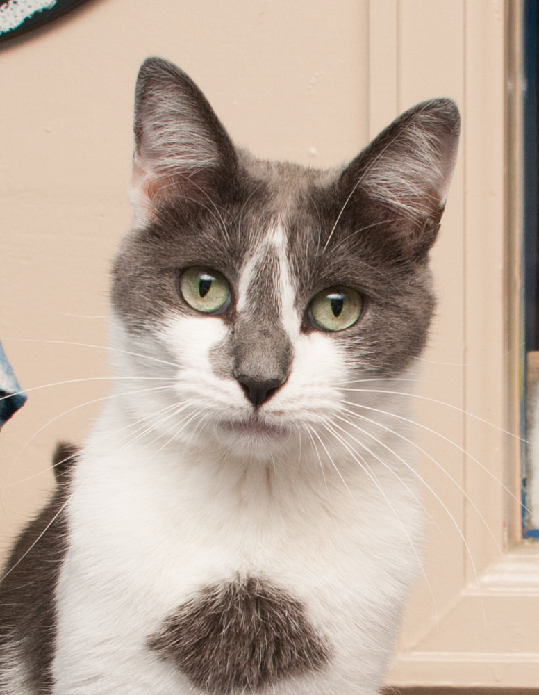 Jill (gets adopted with Jack), a Adoptable Domestic Short Hair in Westminster, CO image 3/9