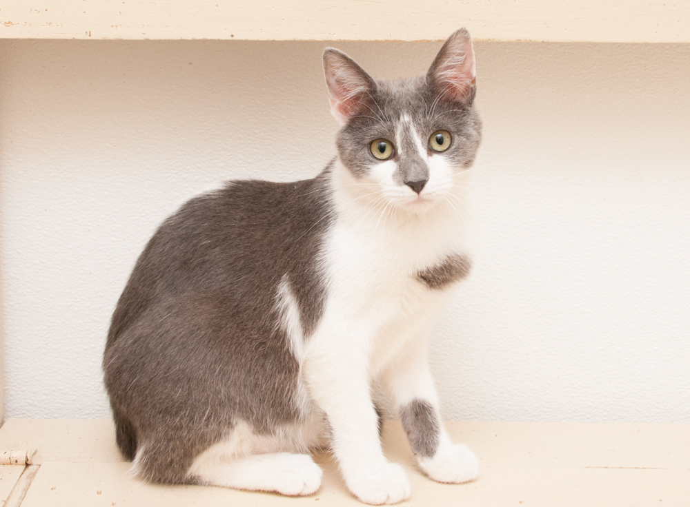 Jill (gets adopted with Jack), a Adoptable Domestic Short Hair in Westminster, CO image 4/9