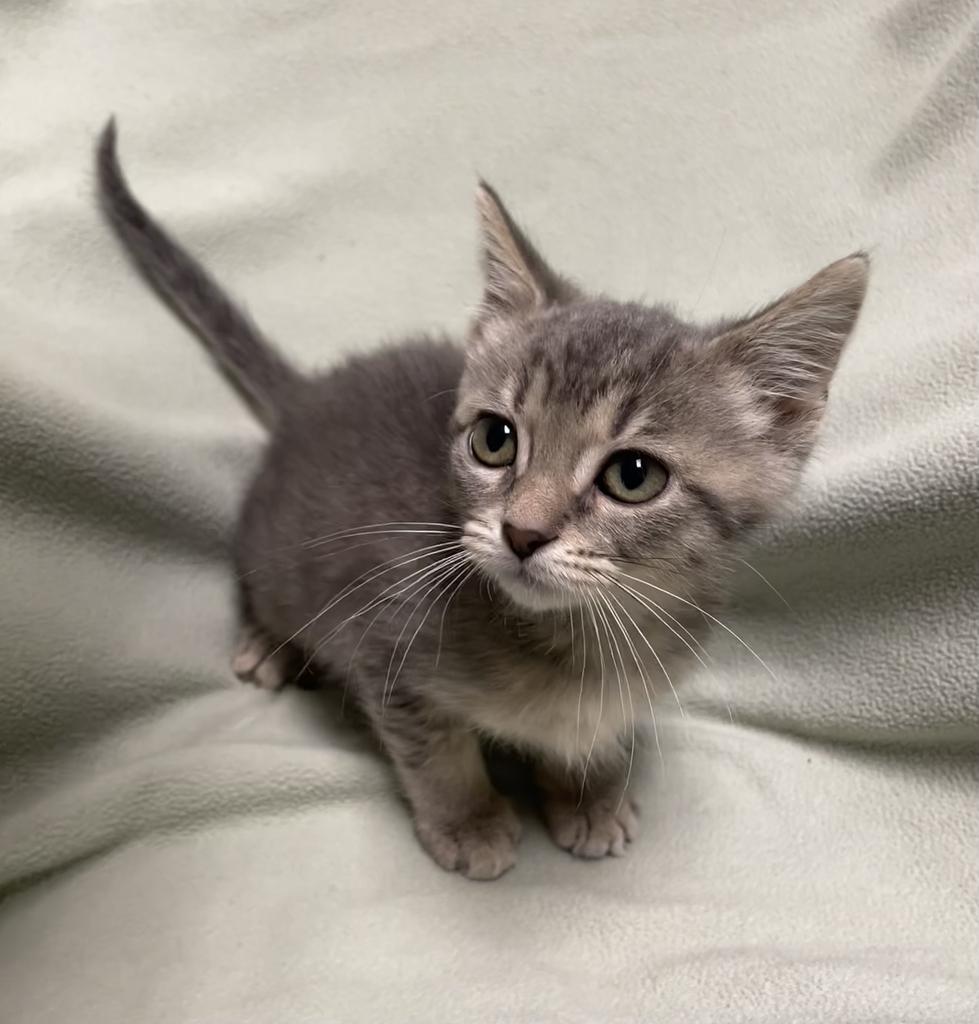 Zinnia, adopted, Kitten Male Domestic Short Hair.