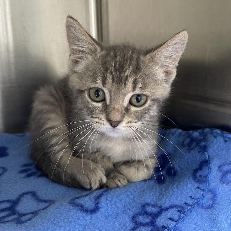 Zinnia, an adopted Domestic Short Hair in Jackson, MI image 4/5