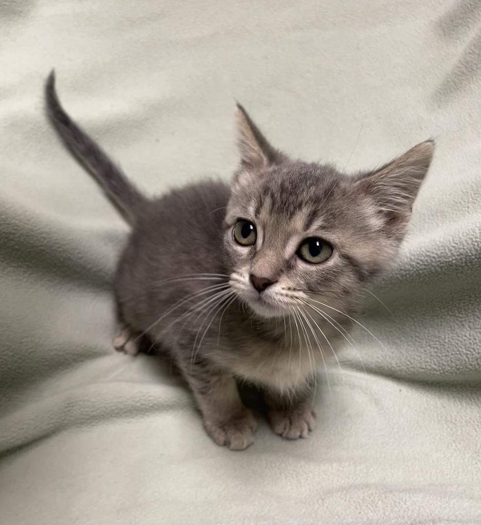 Zinnia, an adopted Domestic Short Hair in Jackson, MI image 5/5