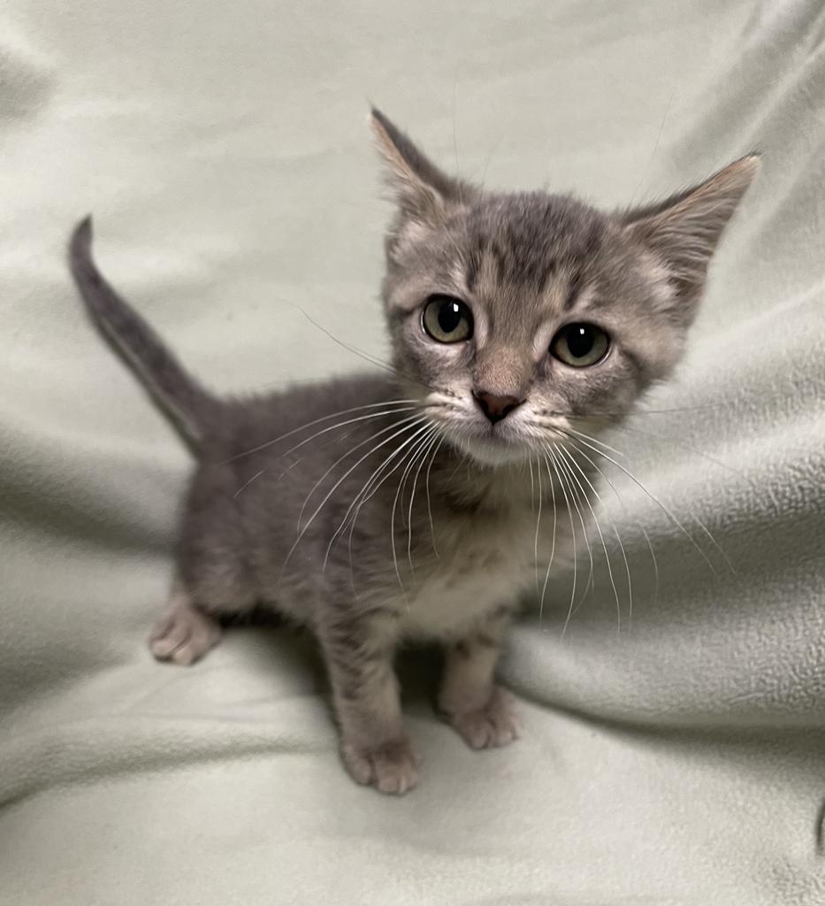 Zinnia, an adopted Domestic Short Hair in Jackson, MI image 3/5