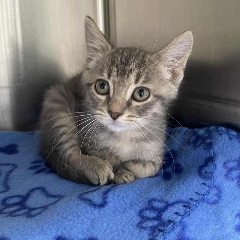 Zinnia, an adopted Domestic Short Hair in Jackson, MI image 2/5