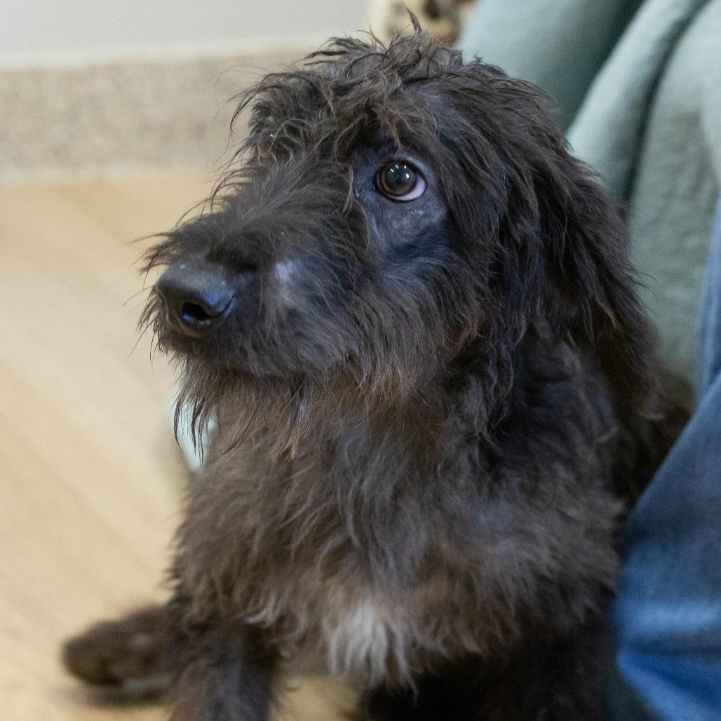 Enlarge Zero, a Adoptable Mixed Breed in Cartersville, GA image 1/4
