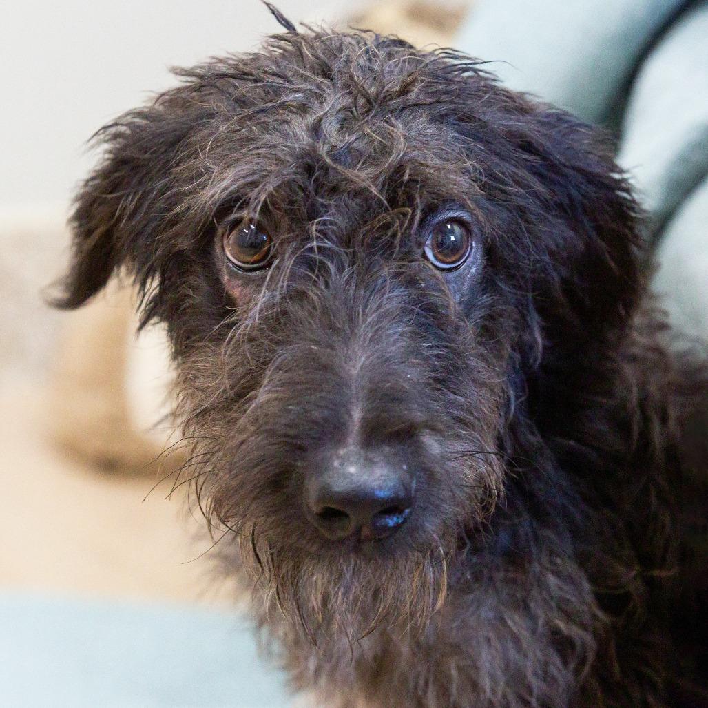 Enlarge Zero, a Adoptable Mixed Breed in Cartersville, GA image 2/4