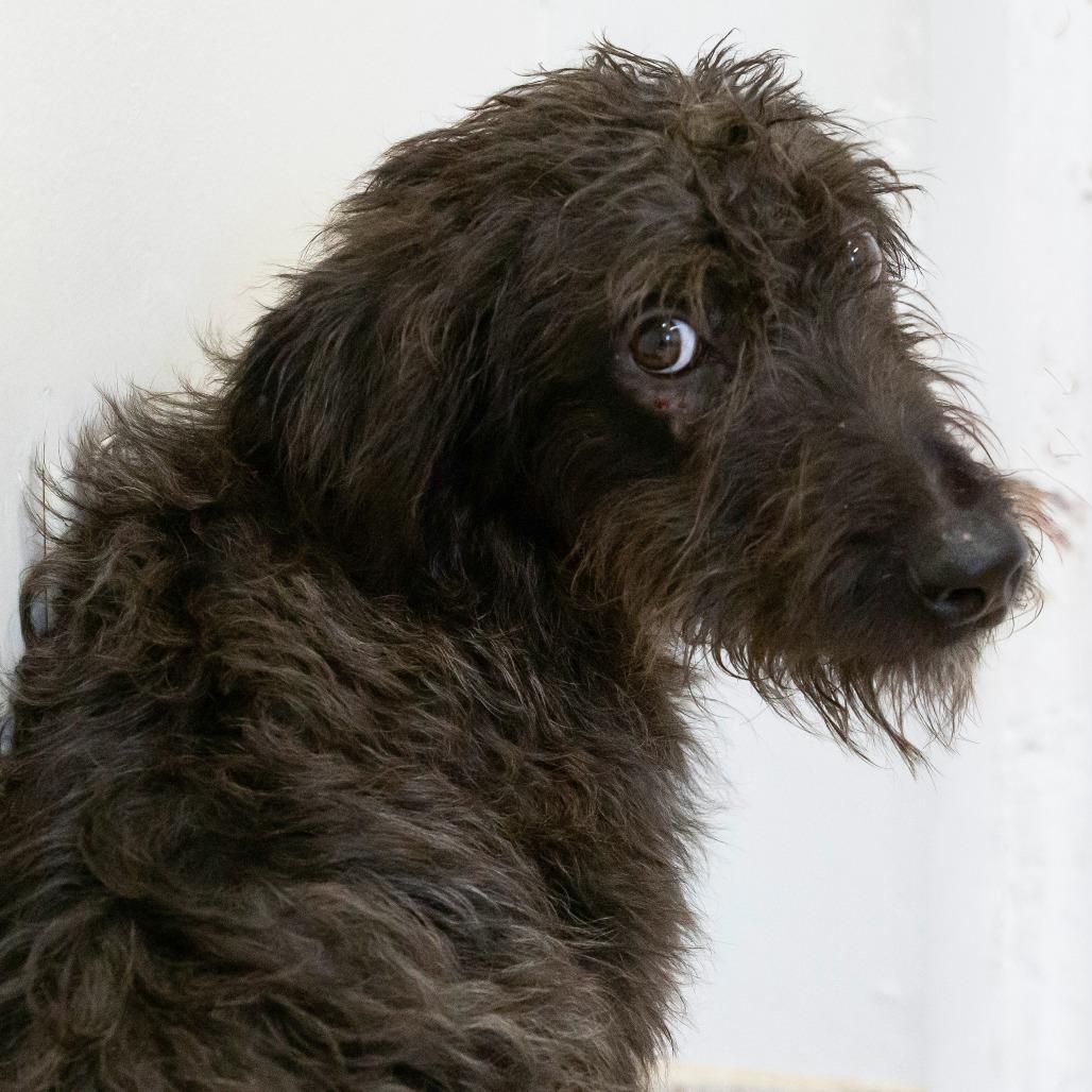 Enlarge Zero, a Adoptable Mixed Breed in Cartersville, GA image 3/4