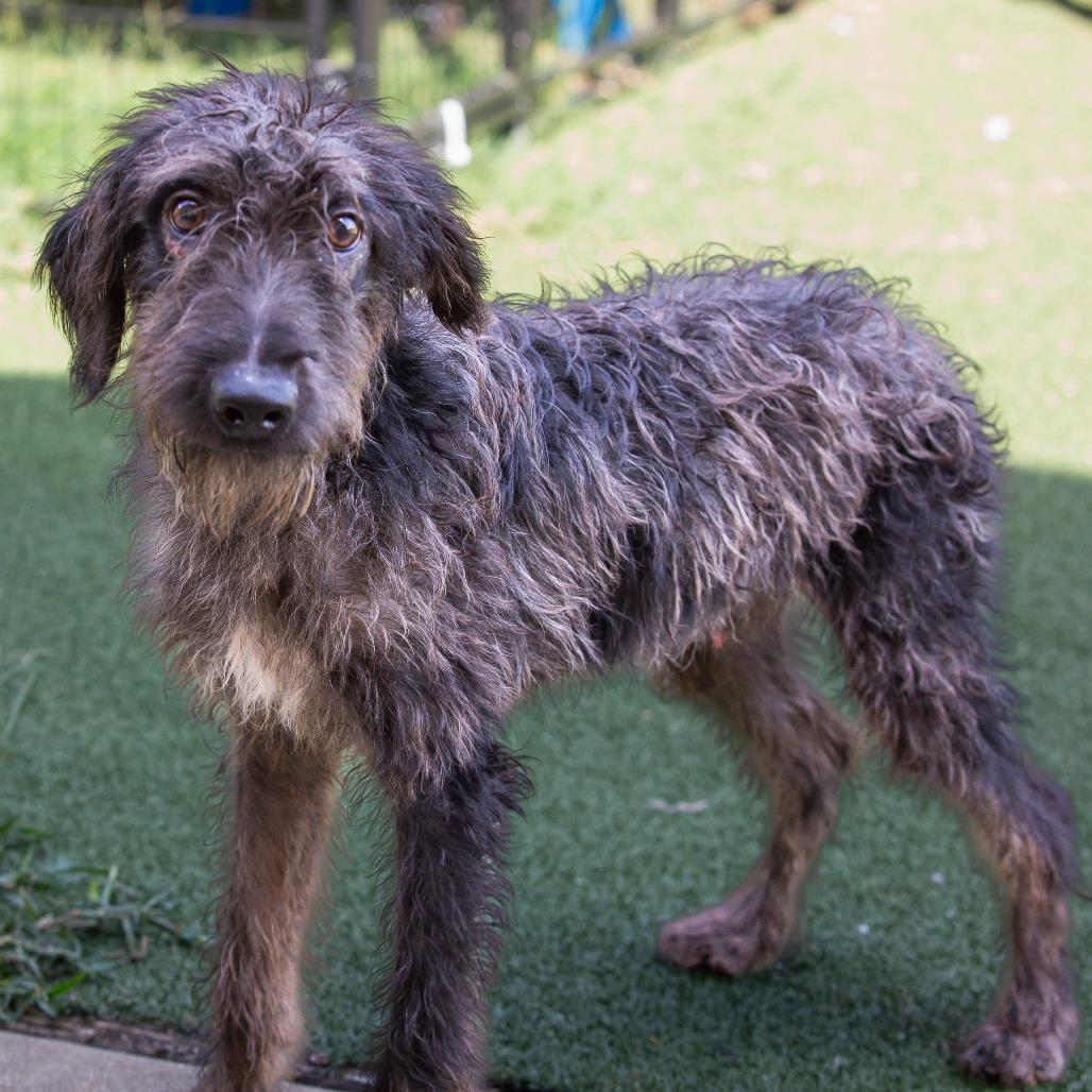 Enlarge Zero, a Adoptable Mixed Breed in Cartersville, GA image 4/4
