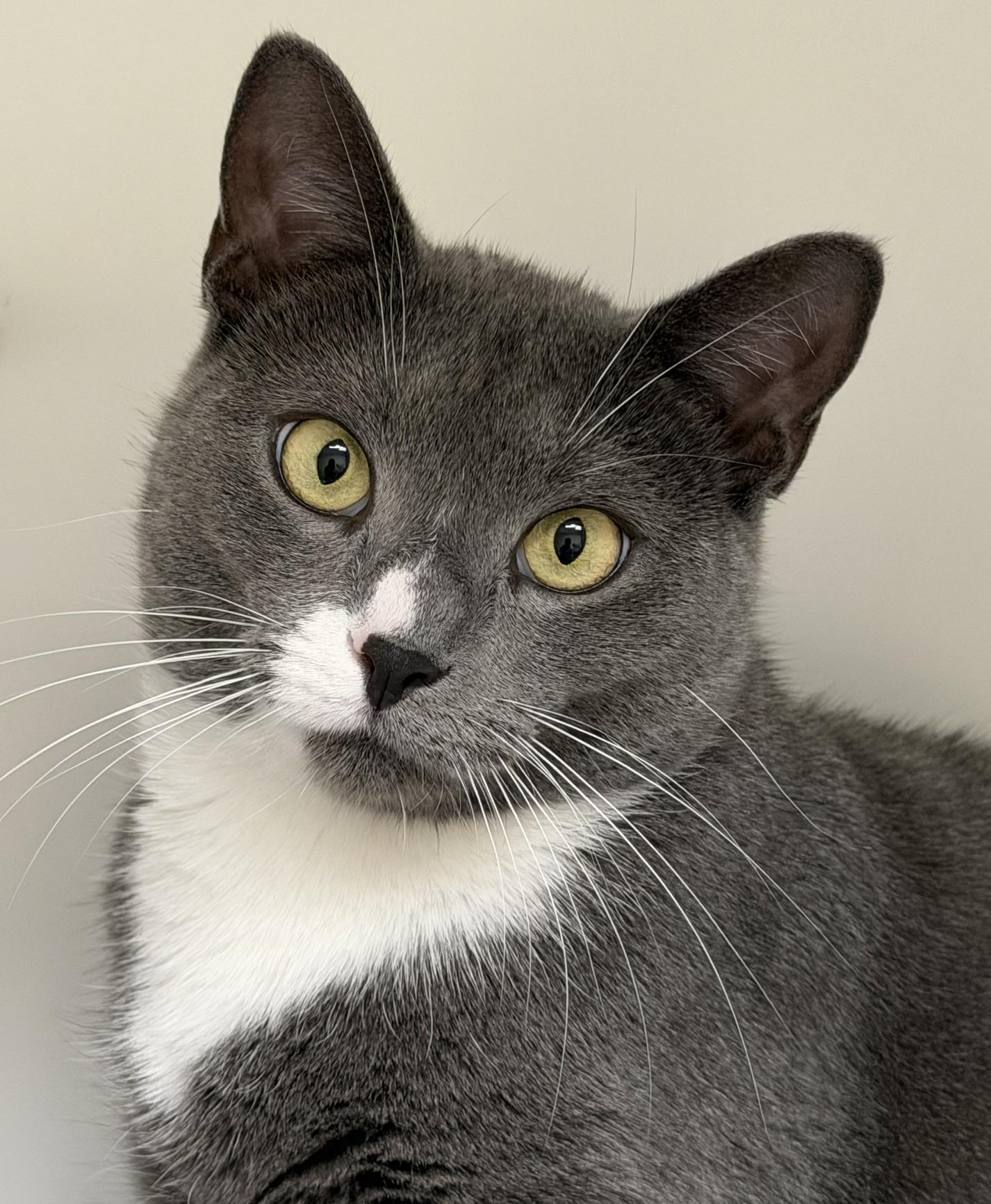 Enlarge Mama de Mayo, a ADOPTABLE Domestic Short Hair in Norwalk, CT image 2/3