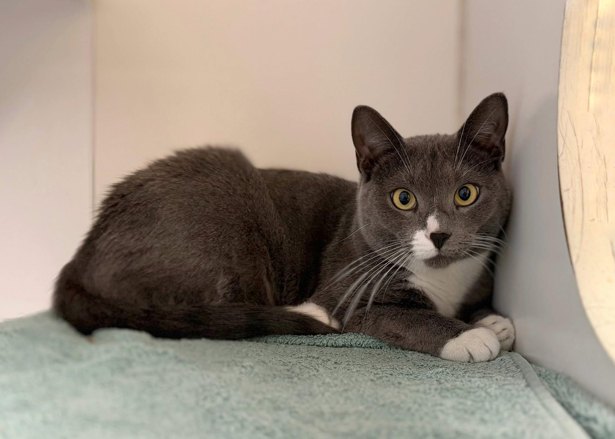 Enlarge Mama de Mayo, a ADOPTABLE Domestic Short Hair in Norwalk, CT image 1/3