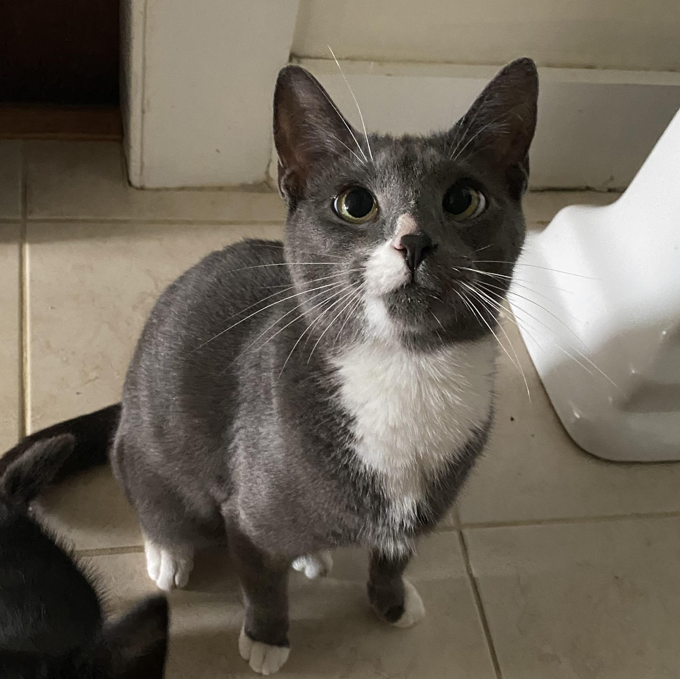 Enlarge Mama de Mayo, a ADOPTABLE Domestic Short Hair in Norwalk, CT image 3/3