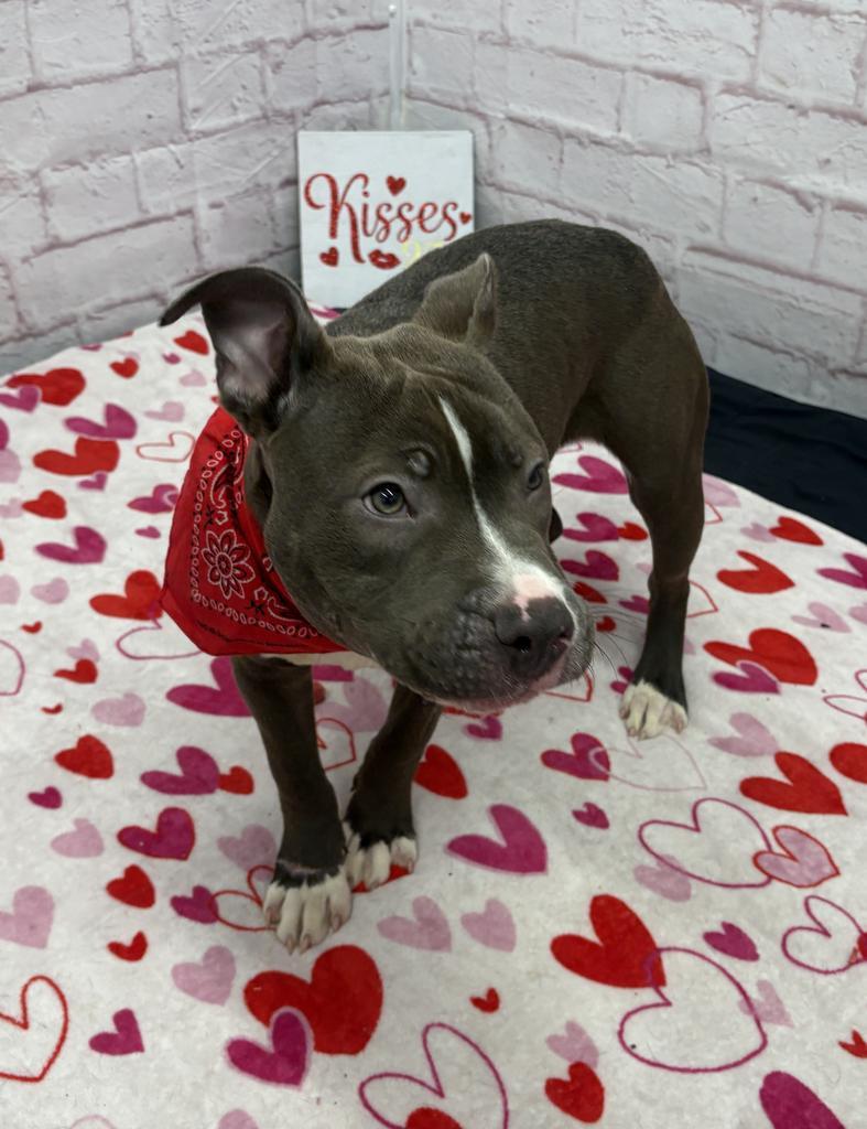 Snugglebuggy, Adoptable, Young Male Mixed Breed.