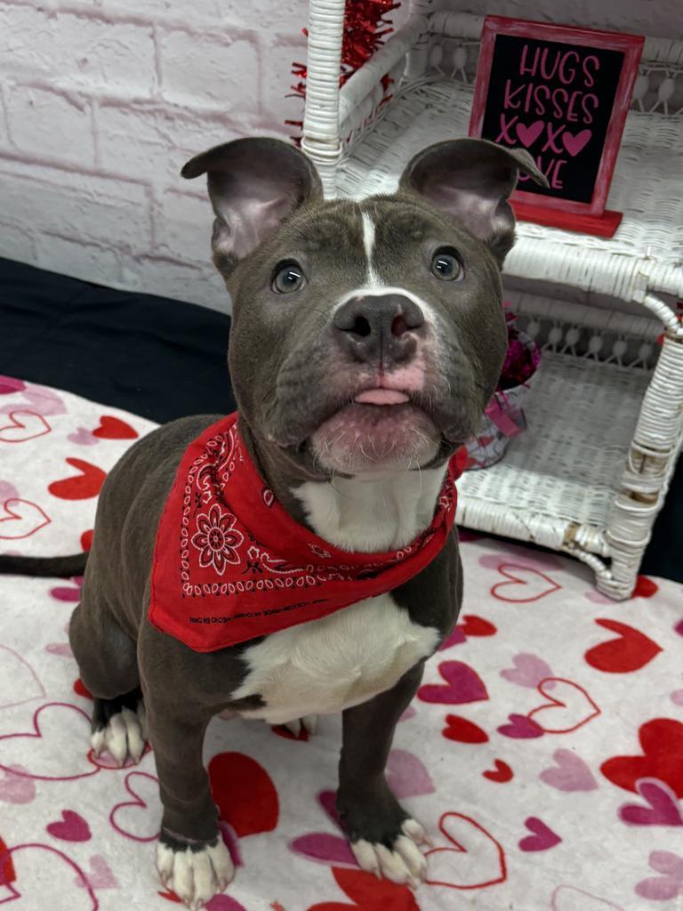 Enlarge Snugglebuggy, a Adoptable mixed breed in Detroit, MI image 2/6