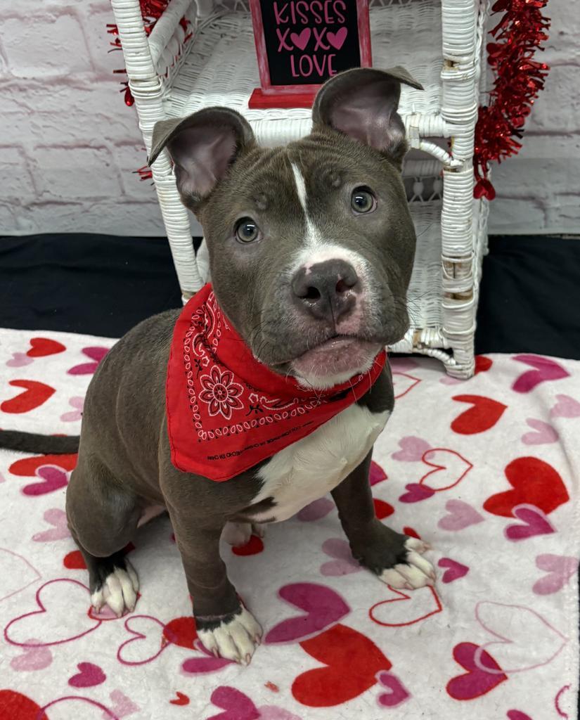 Enlarge Snugglebuggy, a Adoptable mixed breed in Detroit, MI image 3/6