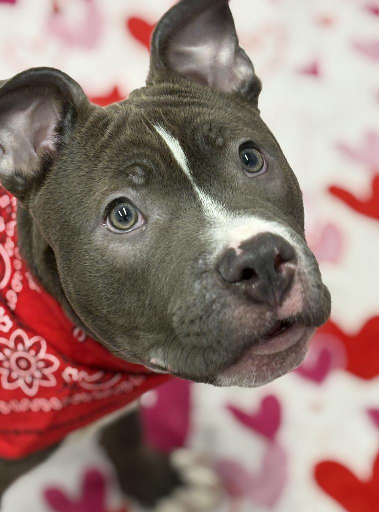 Enlarge Snugglebuggy, a Adoptable mixed breed in Detroit, MI image 4/6