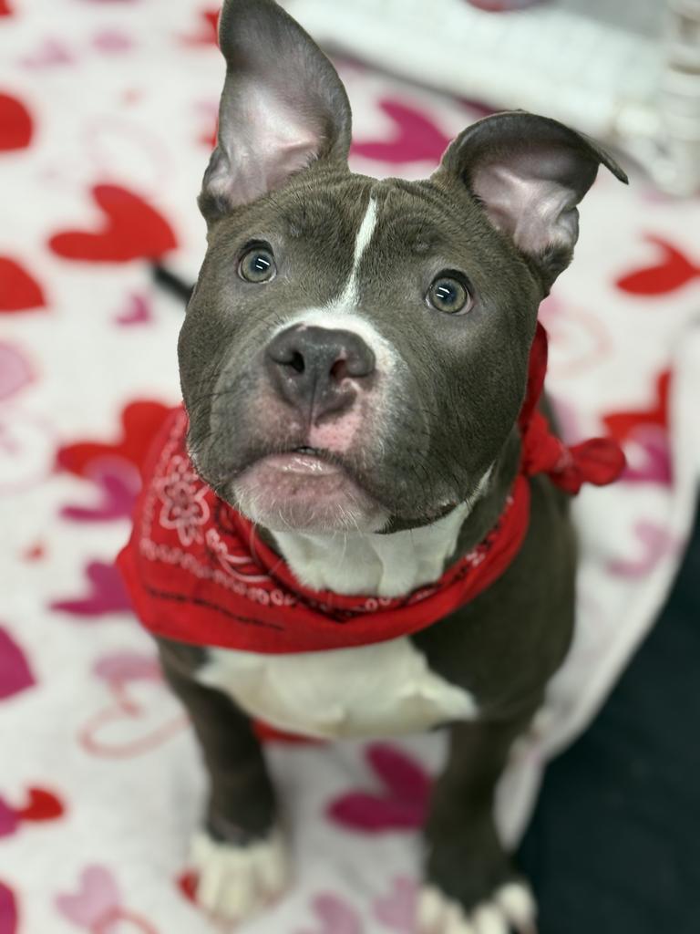 Enlarge Snugglebuggy, a Adoptable mixed breed in Detroit, MI image 5/6