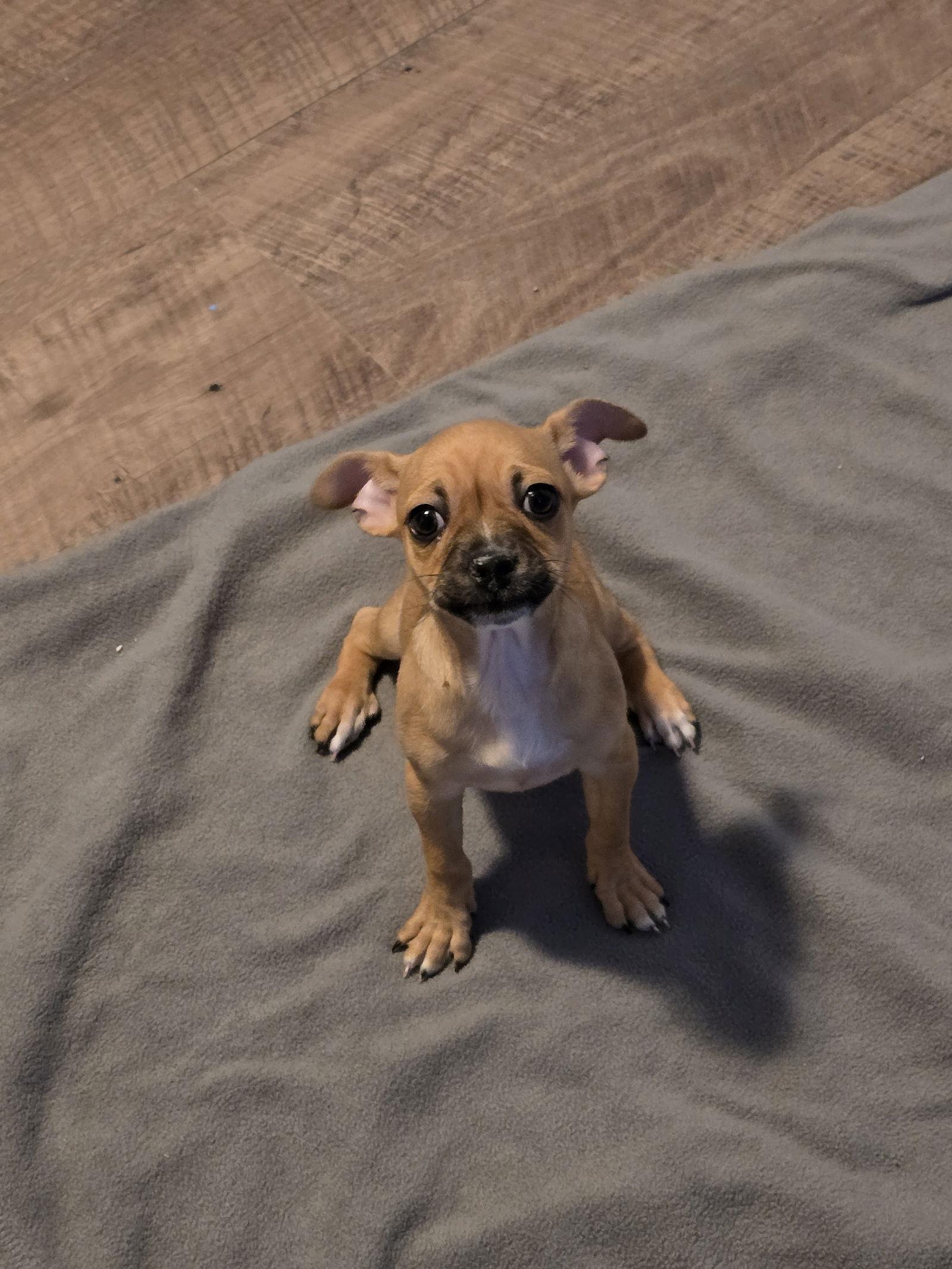 Joy, Adoptable, Puppy Female Chihuahua & Rat Terrier.