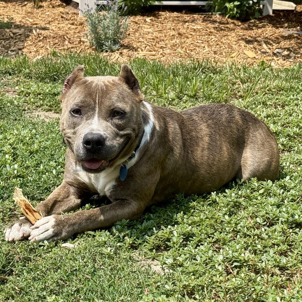 Willa, a Adoptable mixed breed in Wauwatosa, WI image 1/4