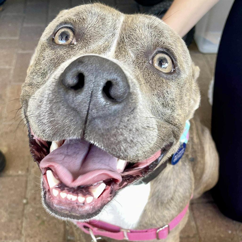 Willa, a Adoptable mixed breed in Wauwatosa, WI image 2/4