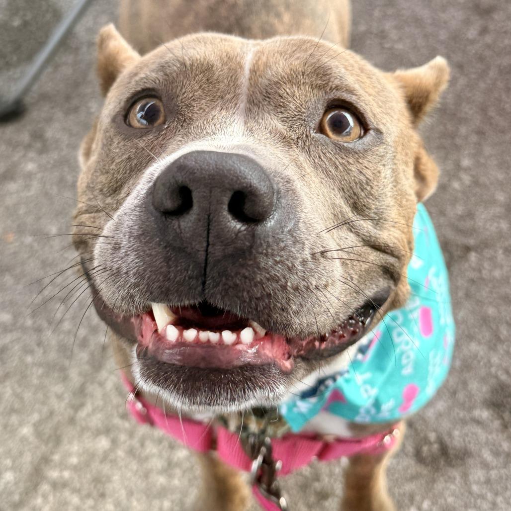 Willa, a Adoptable mixed breed in Wauwatosa, WI image 3/4