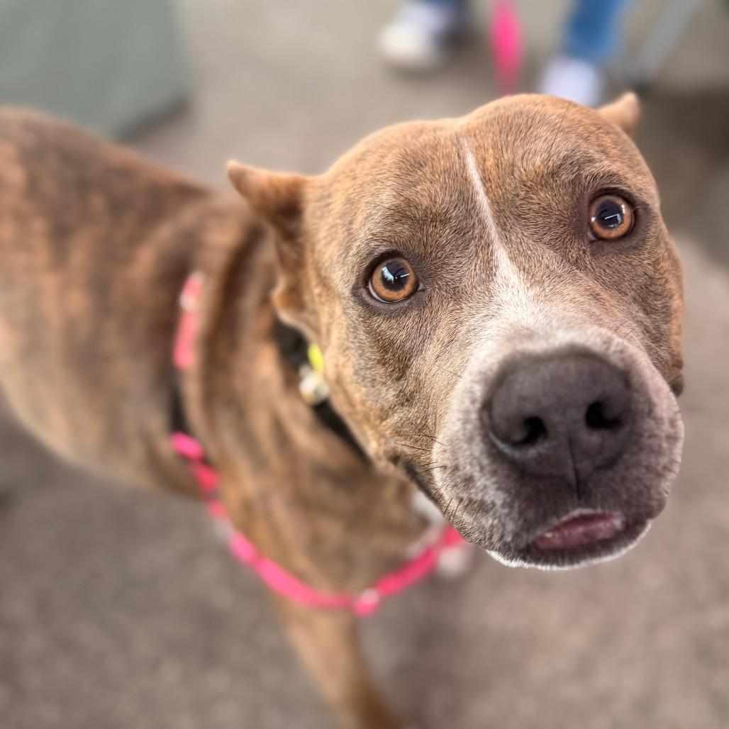 Willa, a Adoptable mixed breed in Wauwatosa, WI image 4/4