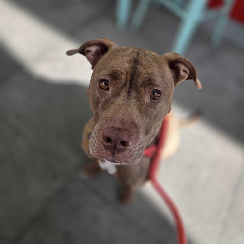 Enlarge Rocket, a Adoptable Pit Bull Terrier in Staten Island, NY image 1/6