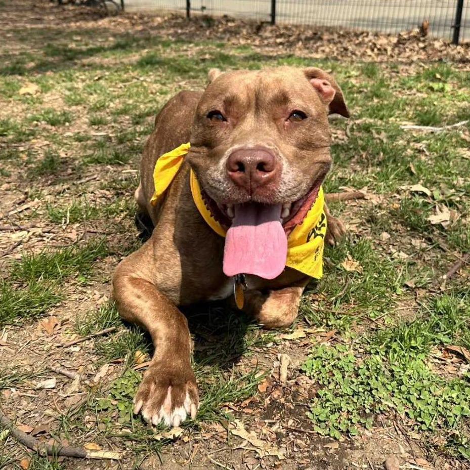 Enlarge Rocket, a Adoptable Pit Bull Terrier in Staten Island, NY image 1/6