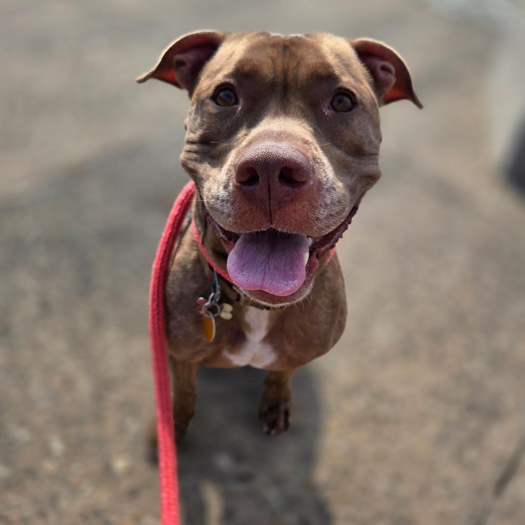Enlarge Rocket, a Adoptable Pit Bull Terrier in Staten Island, NY image 2/6