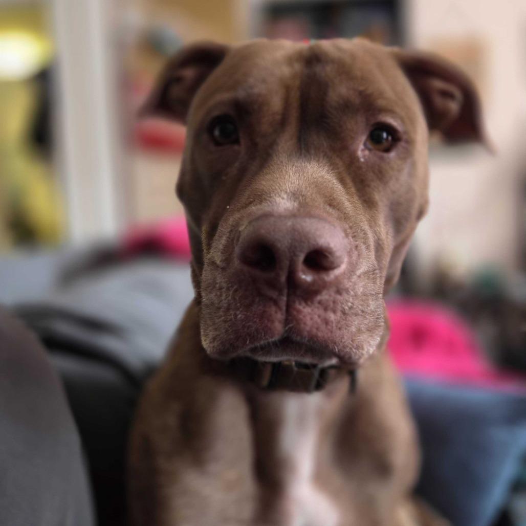 Enlarge Rocket, a Adoptable Pit Bull Terrier in Staten Island, NY image 1/6