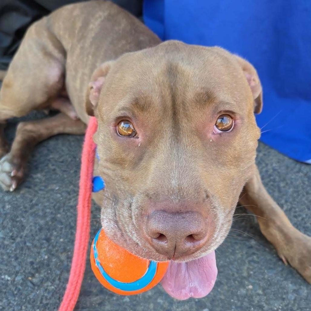 Enlarge Rocket, a Adoptable Pit Bull Terrier in Staten Island, NY image 3/6