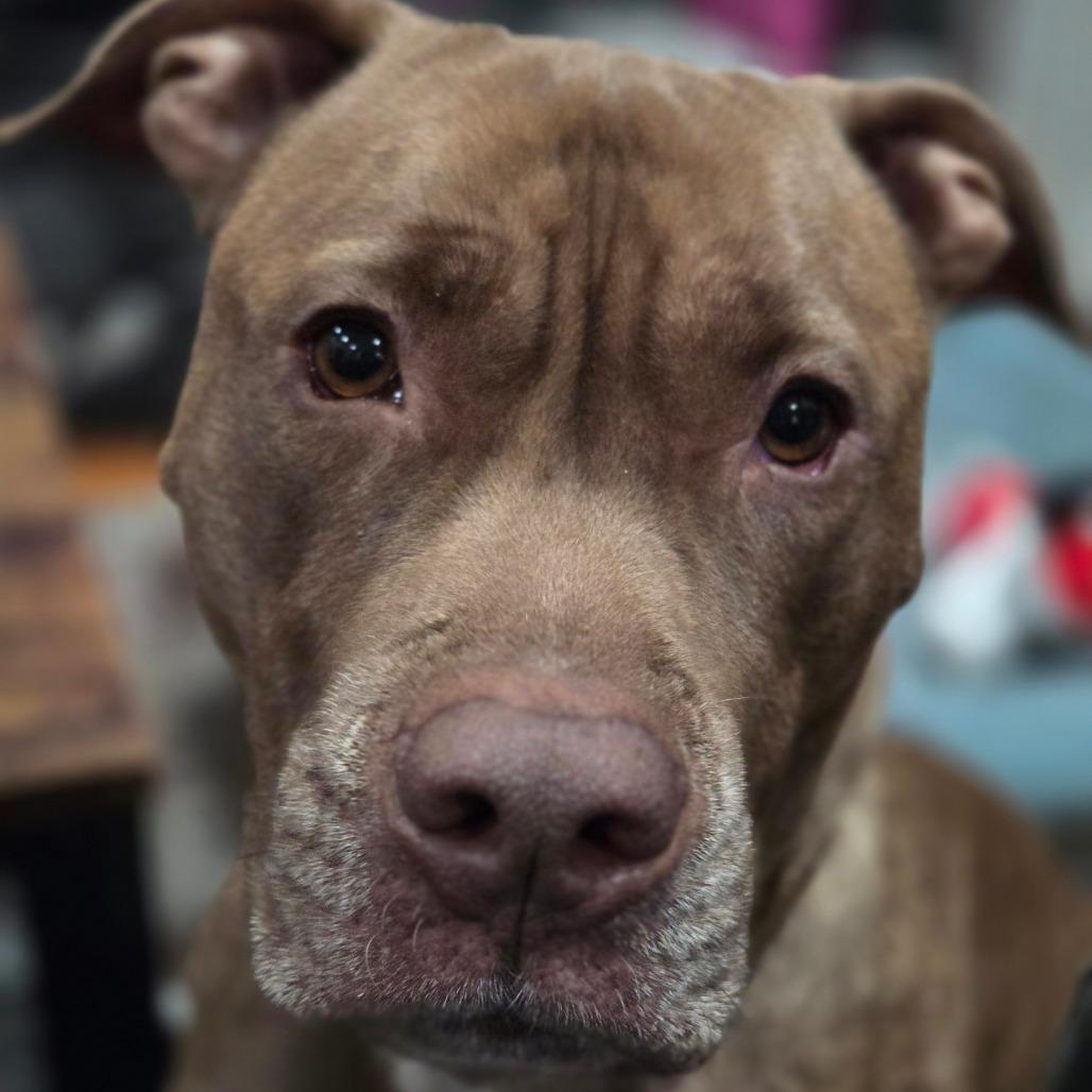 Enlarge Rocket, a Adoptable Pit Bull Terrier in Staten Island, NY image 2/6