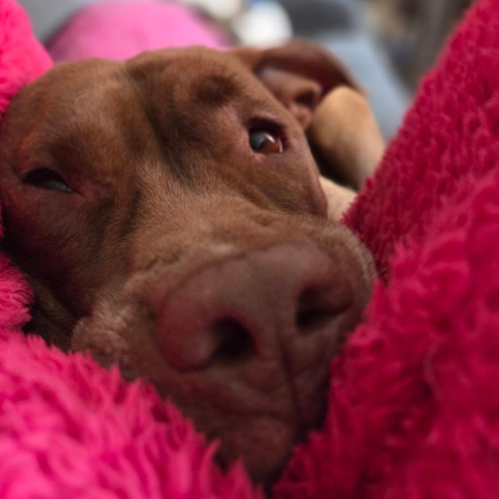 Enlarge Rocket, a Adoptable Pit Bull Terrier in Staten Island, NY image 3/6