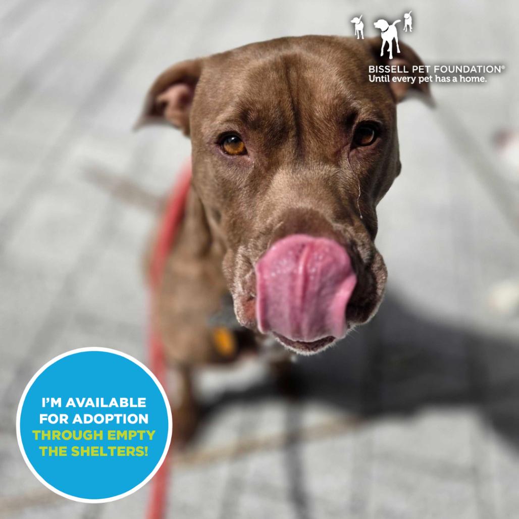 Enlarge Rocket- $70 Adoption Fee!, a Adoptable Pit Bull Terrier in Staten Island, NY image 3/6