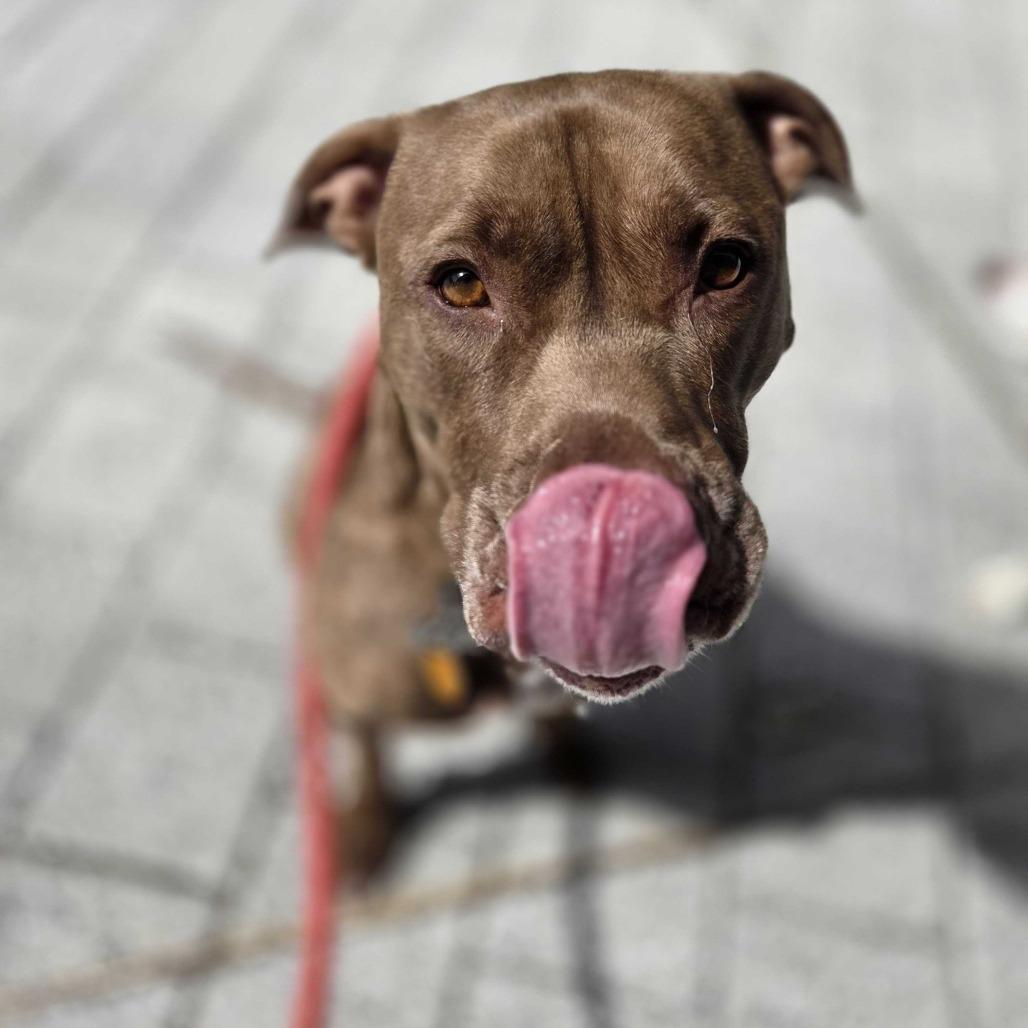 Enlarge Rocket, a Adoptable Pit Bull Terrier in Staten Island, NY image 4/6