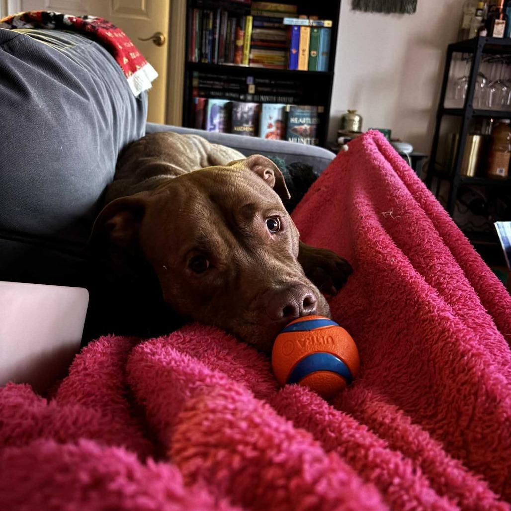 Enlarge Rocket, a Adoptable Pit Bull Terrier in Staten Island, NY image 5/6