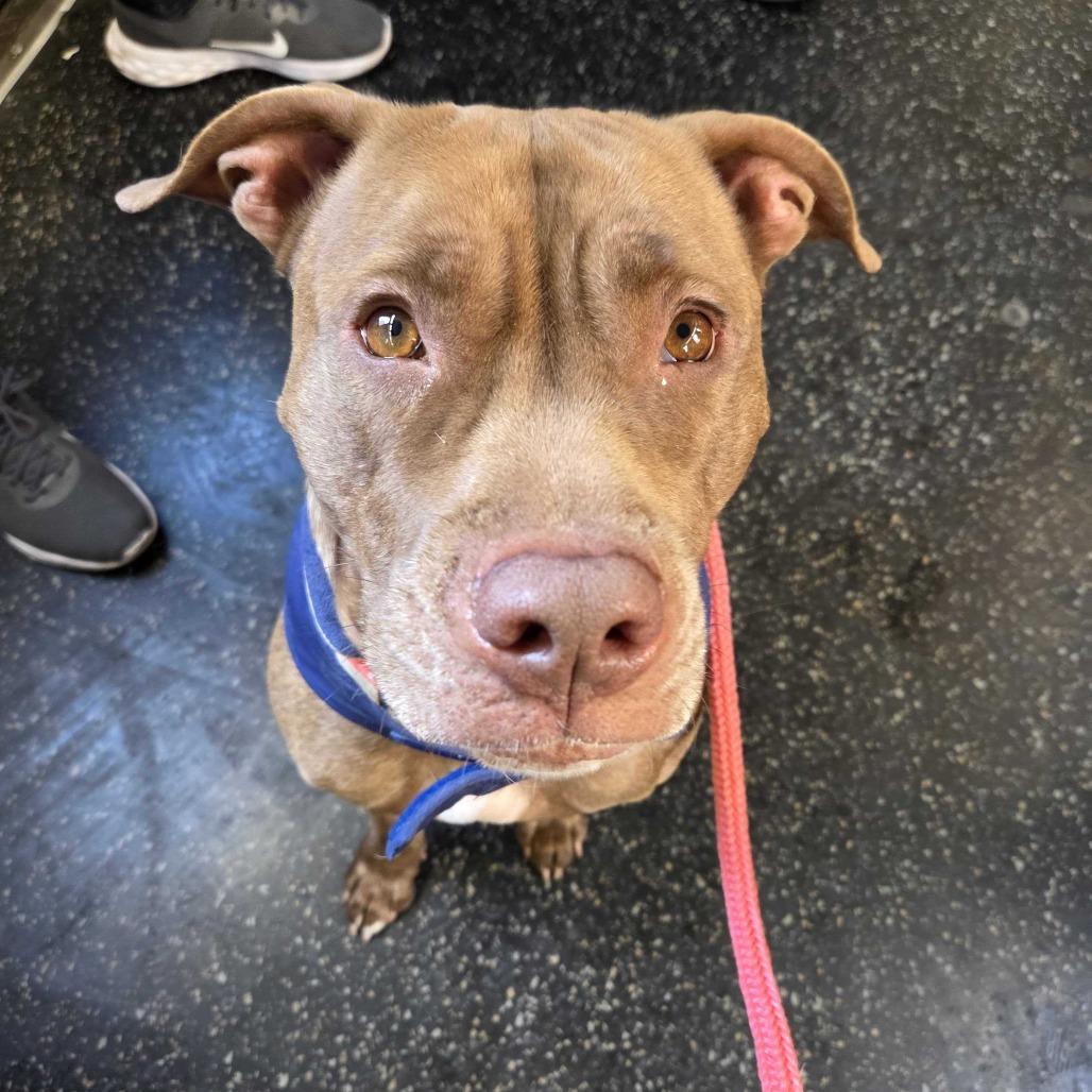 Enlarge Rocket, a Adoptable Pit Bull Terrier in Staten Island, NY image 6/6