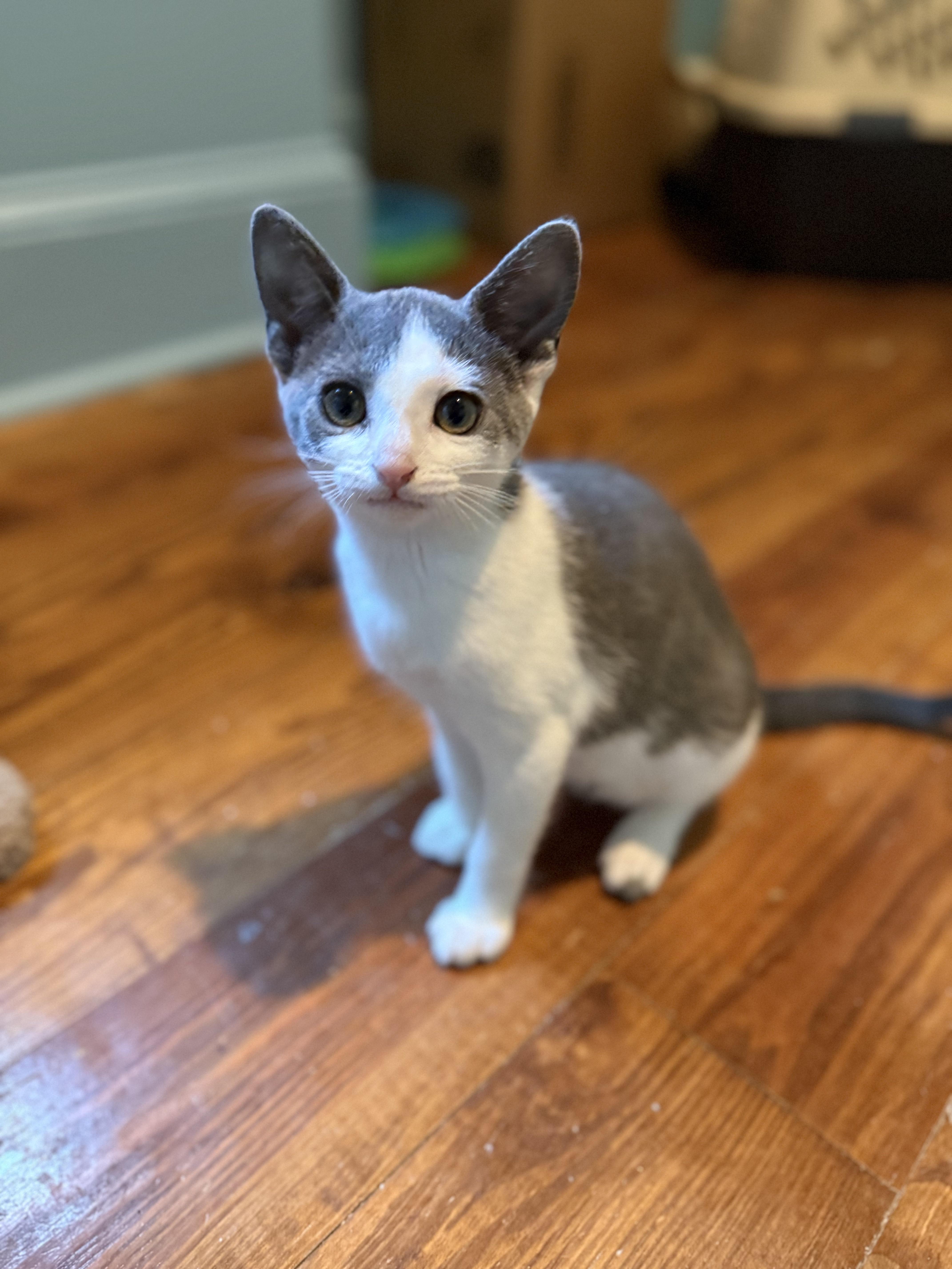 Goggles - Athens, GA, a Adoptable mixed breed in Athens, GA image 3/6