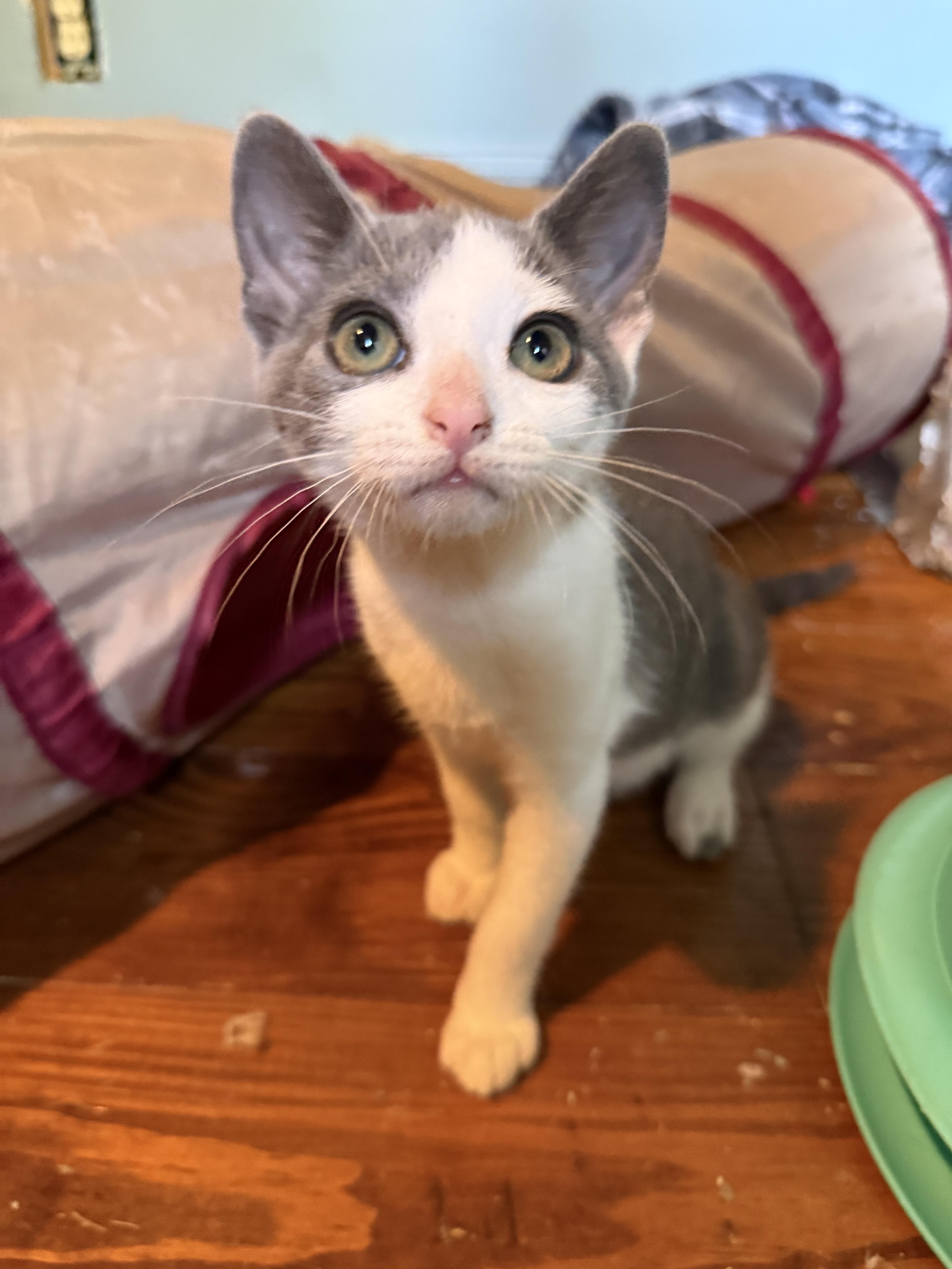 Goggles - Athens, GA, Adoptable, Kitten Female Domestic Short Hair.