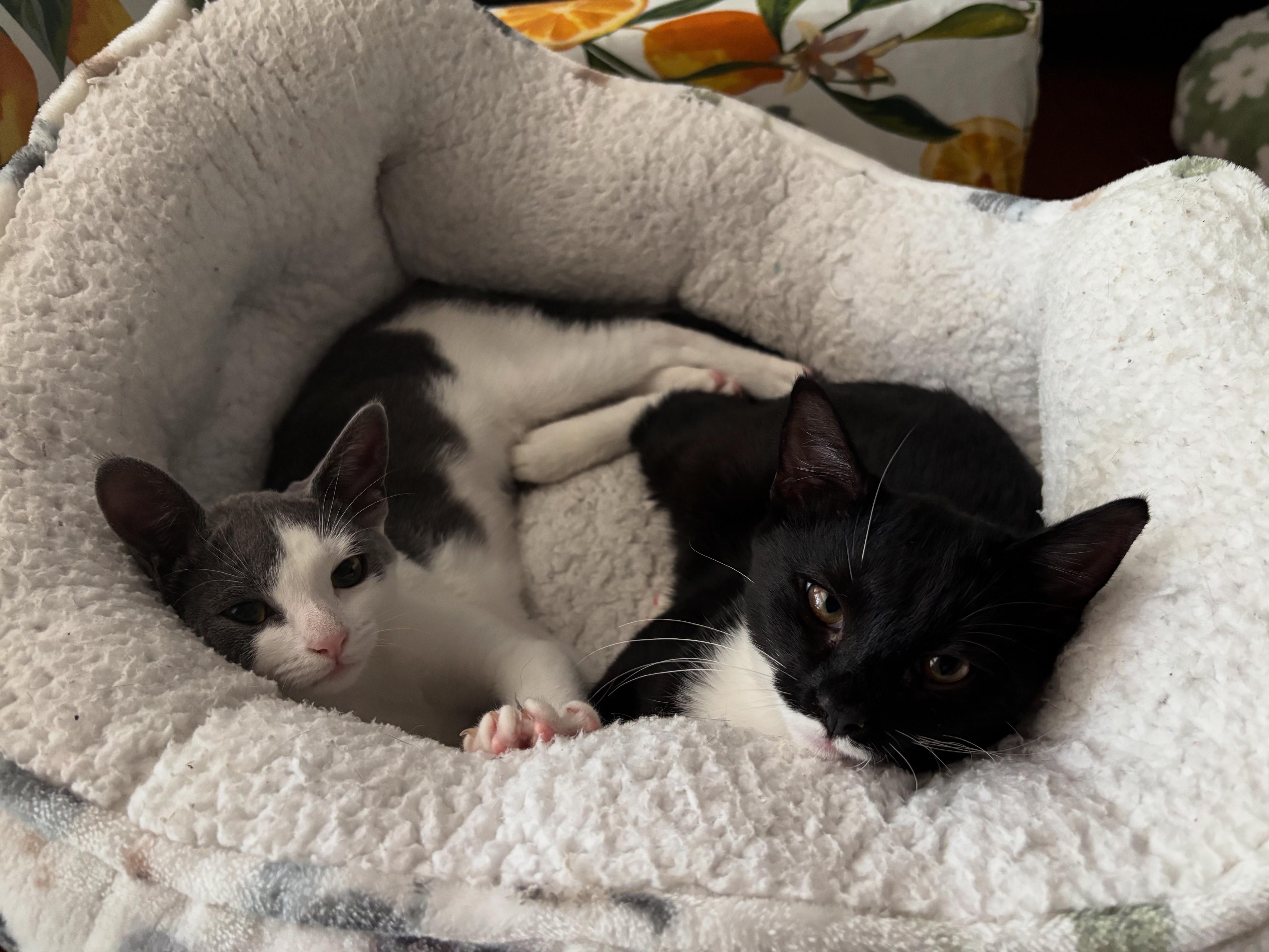 Goggles - Athens, GA, a Adoptable mixed breed in Athens, GA image 5/6